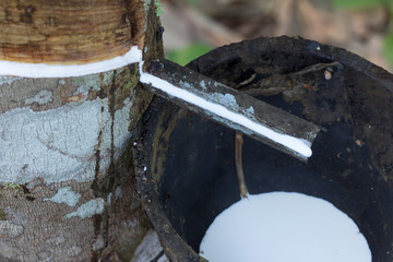Latex extracted from rubber tree (Hevea Brasiliensis) as a source of natural rubber, Natural rubber from tree in cup.