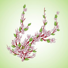 Sakura branch. Isolated on white background. Vector illustration. Hand drawing.