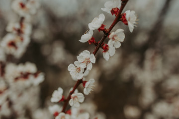 white flowers of fruit tree, closeup. Spring background