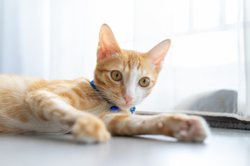 Peaceful orange red tabby cat male kitten curled up sleeping in room