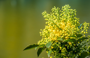 yellow flowers grow on a bush