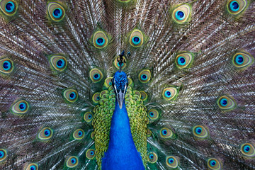 Obraz premium Amazing peacock during his exhibition