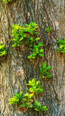 green shoots grow on a tree