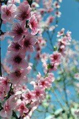 pink cherry blossom flower in spring time over blue sky.