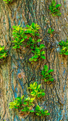 tree trunk with young shoots