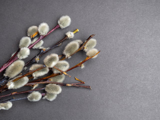 Happy Ester greeting card, willow brunches isolated on grey background. Spring, Easter concept. Copy space