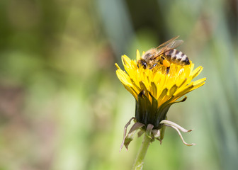 Busy honey bee feeding on dandelion.