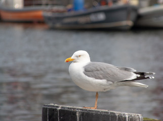 Fototapeta premium Möwe