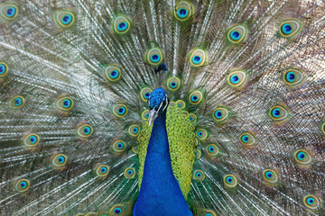 Obraz premium Amazing peacock during his exhibition