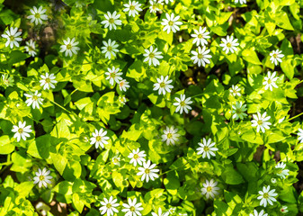 white flowers grow in the meadow