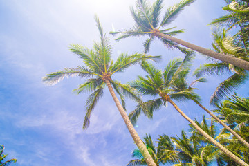Coconut palm tree blue sky with cloud