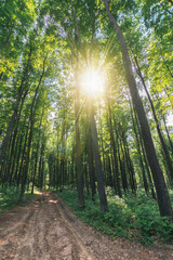 Fototapeta premium old country road through beech forest. wonderful nature scenery. tall trees with lush green crowns in may. sun among the branches