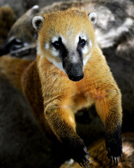 Obraz premium Coatis curieux