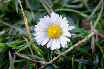 Obraz premium Daisy flower in Macro