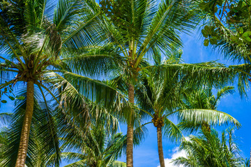 Fototapeta na wymiar Coconut palm tree blue sky with cloud