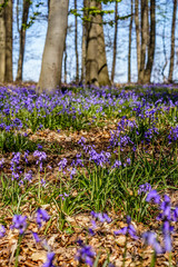 Wald der blauen Blumen