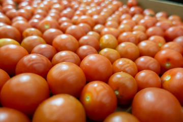 Red cherry tomatoes background, close up Small tomatoes
