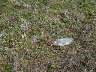 Plastic bottle waste in the forest. Plastic pollution concept
