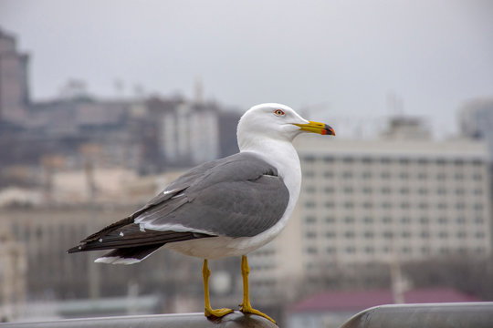 Photo Seagull on the background of the city