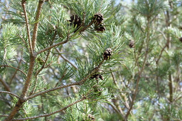 Closeup on pine branches with brown cones