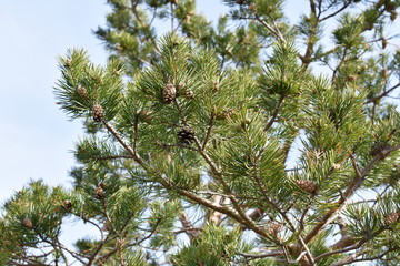 Closeup on pine branches with brown cones