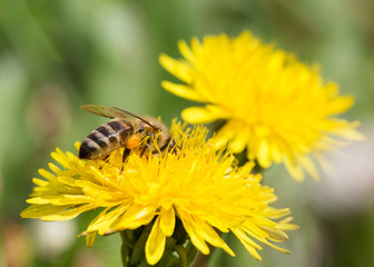 Busy honey bee feeding on dandelion.