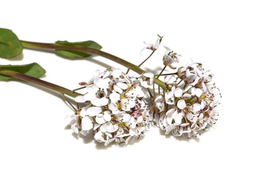 รูปภาพThlaspi เลือกดูภาพถ่ายสต็อก เวกเตอร์ และวิดีโอ313 Adobe Stock