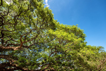 Tree blue sky, tree top against blue sky on a sunny day.