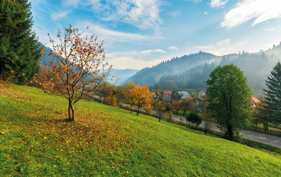 orchard on a grassy hill in the rural valley. trees in golden foliage. distant forest in fog. village near the road. beautiful autumn landscape in mountains. amazing sunny weather, blue sky with cloud