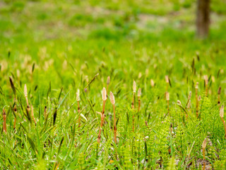 horsetail_1559