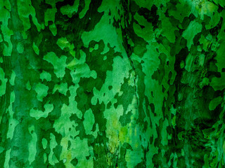  bark camouflage_1610g © shibadog