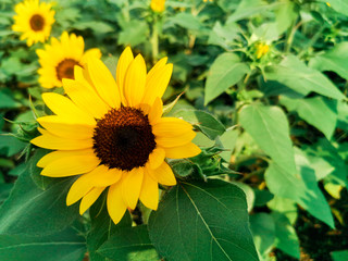 Sunflower natural background ,on blue sky background