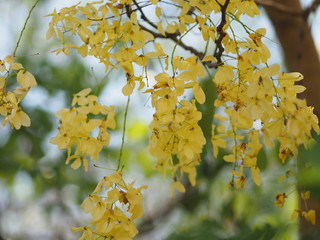 Golden Shower Tree yellow flower nature background
