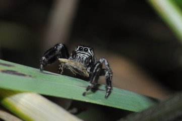 Паук и Моль
