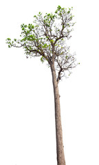 Isolated tree on white background