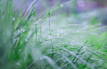 Beautiful nature background, fresh grass and water drops