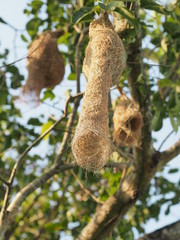 Nest Bird on the tree nature background