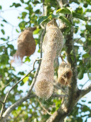 Nest Bird on the tree nature background