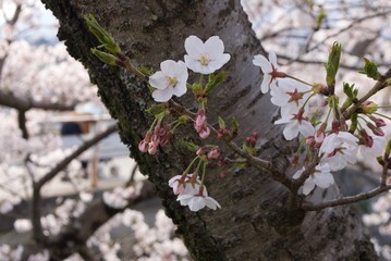 まちなかにある桜