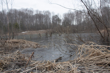 Obraz premium lake, ice, trees, cold, grass, spring