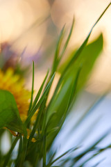 Spring flowers with on soft pastel color in blur style background