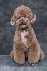 Toy poodle apricot portrait with closed eyes in studio with gray background. Vertical.