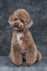 Toy poodle apricot portrait in studio with gray background. Vertical.