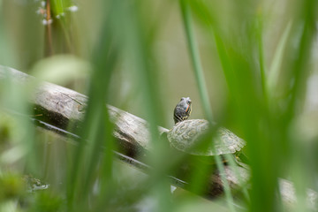 The red-eared turtle in the natural environment sits on the trunk of a dry tree fallen into the water, basking in the sun among the reeds 
