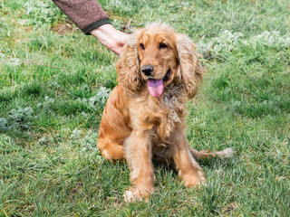 The woman caress a dog breed of cocker spaniel that sits on the grass_