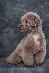 Toy poodle apricot portrait in studio with gray background. Vertical. Copyspace.