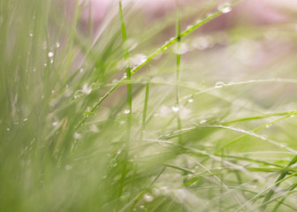 Beautiful nature background, fresh grass and water drops