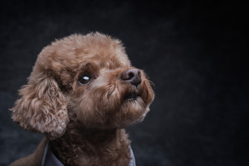 Toy poodle apricot portrait in studio with gray background. Horizontal. Copyspace.