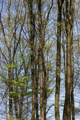 Fototapeta premium Dichter Wald
