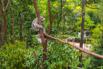 Wild koala on a tree in a green park in Australia